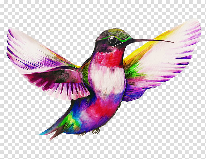 purple hummingbird clipart pictures