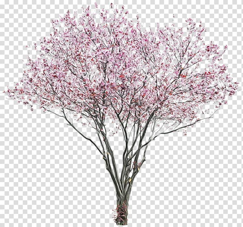 Cherry blossom, Watercolor, Paint, Wet Ink, Japanese Art, Tree, Sticker transparent background PNG clipart