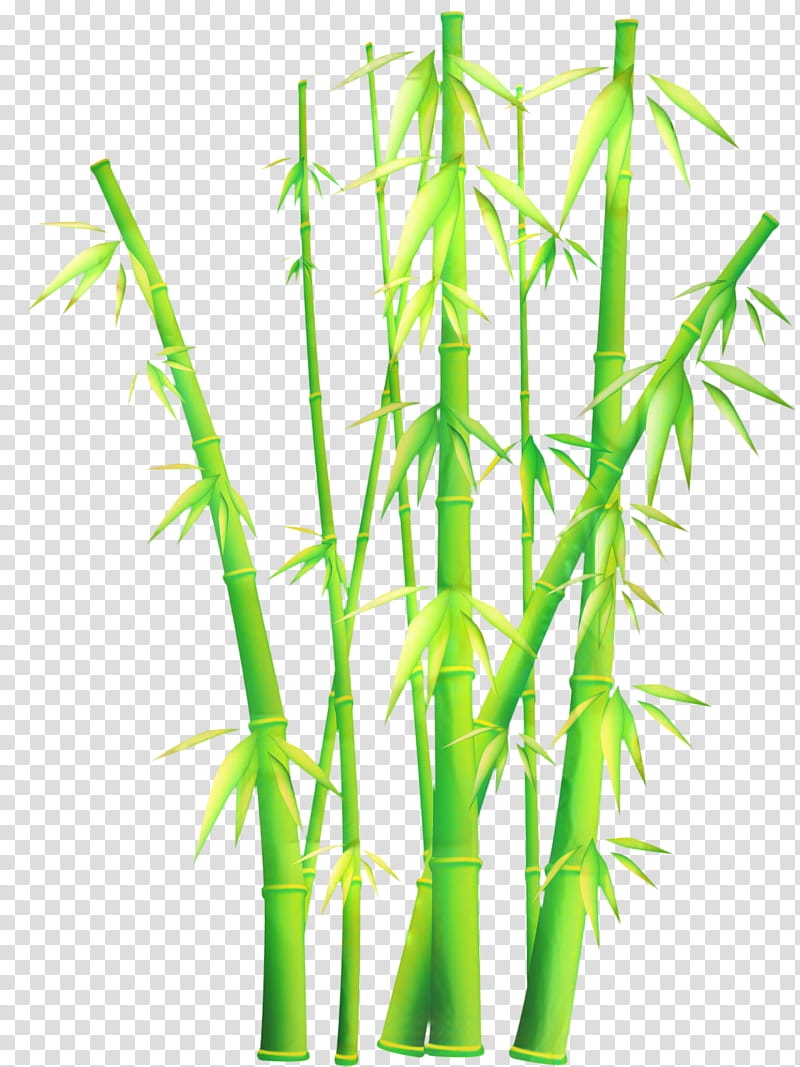 Bamboo, Tropical Woody Bamboos, cdr, Plant Stem, Grass Family, Elymus Repens transparent background PNG clipart