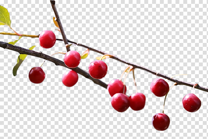 Coffee bean, Cherry, Berry, Fruit, Strawberry, Pink Peppercorn, Cherry Blossom, Lemon transparent background PNG clipart