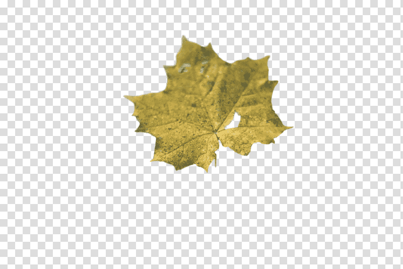 leaf maple leaf / m m-tree tree biology, Maple Leaf M, Mtree, Plants, Plant Structure, Science transparent background PNG clipart