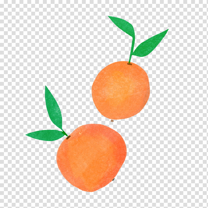 Orange, Fruit, Citrus, Plant, Tangerine, Clementine, Leaf, Mandarin Orange transparent background PNG clipart