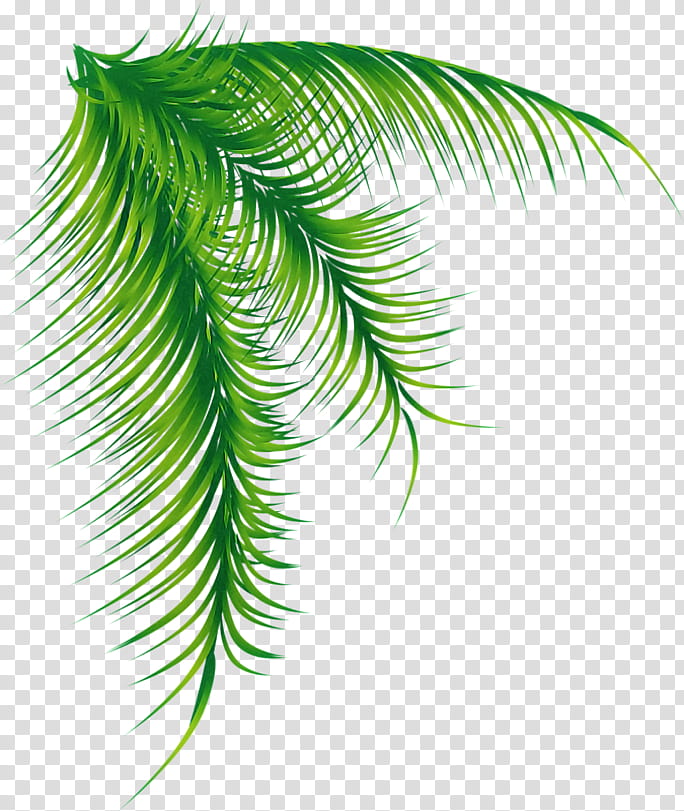 Palm tree, Leaf, Green, Vegetation, Plant, Terrestrial Plant, Woody Plant, Vascular Plant transparent background PNG clipart