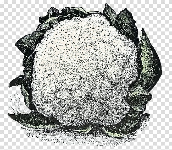Cauliflower, Cabbage, Leaf Vegetable, Tortoise, Sugarapple, Hydrangea, Turtle, Sea Turtle transparent background PNG clipart