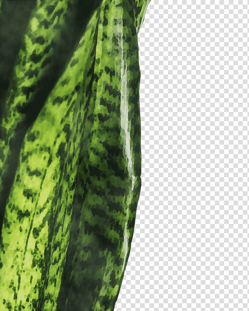plant stem vegetable cucumber cucurbits melon, Watercolor, Paint, Wet Ink, Gourd, Plants, Biology transparent background PNG clipart