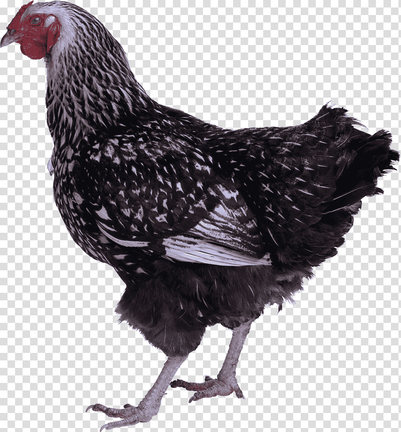 Egg, Plymouth Rock Chicken, Rooster, Silkie, Broiler, Fowl, Kadaknath transparent background PNG clipart