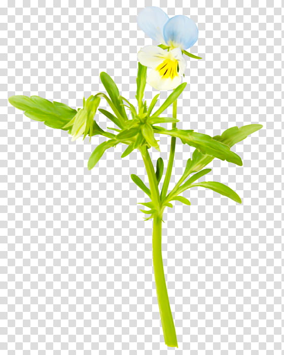 flower plant pedicel plant stem petal, Wildflower, Cinquefoil, Dayflower transparent background PNG clipart