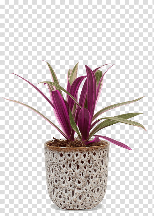 flower flowerpot plant houseplant pink, Terrestrial Plant, Ti Plant, Magenta, Anthurium, Bromelia, Billbergia Nutans, Orchid transparent background PNG clipart