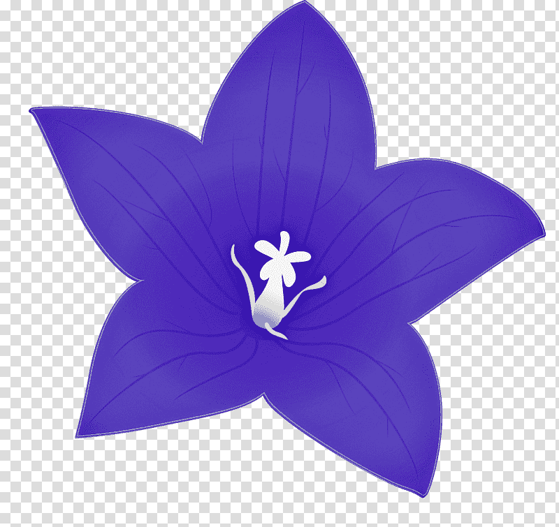 balloon flower, Cobalt Blue, Petal, Bellflower Family transparent background PNG clipart