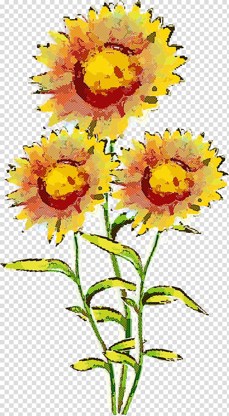 sunflower, Yellow, Cut Flowers, Plant, Petal, English Marigold, Tagetes, Annual Plant transparent background PNG clipart