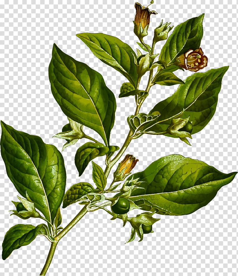 belladonna flower atropine poison hyoscyamine, Extract, Jersey Lily, Leaf, Madonna Lily, Hyoscine, Atropa, Plants transparent background PNG clipart