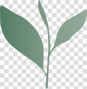 tea leaves leaf spring, Spring
, Plant, Flower, Eucalyptus, Plant Stem transparent background PNG clipart thumbnail