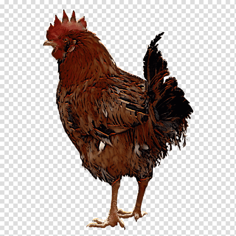 rooster fowl landfowl giriraja birds, Poultry, Helmeted Guineafowl, Comb, Live, Beak, Gallus Gallus Domesticus transparent background PNG clipart