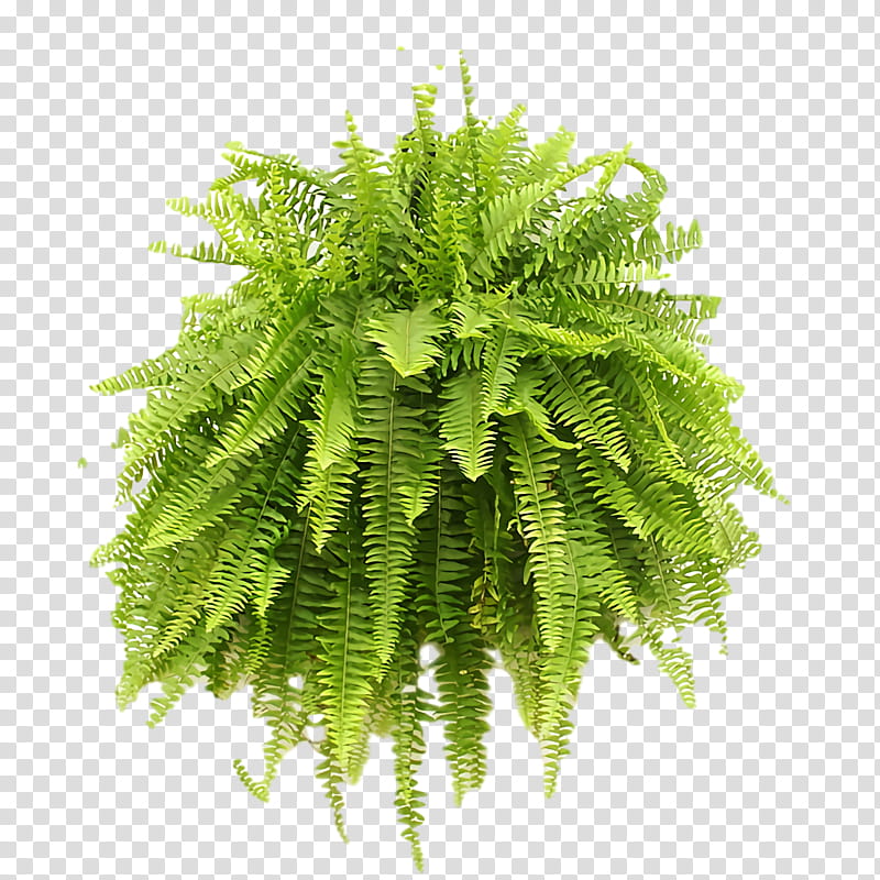 Fern, Ostrich Fern, Terrestrial Plant, Common Ostrich, Plants, Science, Biology transparent background PNG clipart