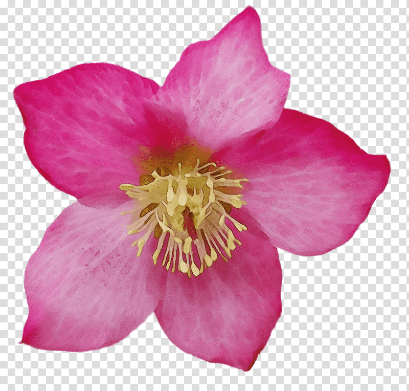 Rose, Watercolor, Paint, Wet Ink, Herbaceous Plant, Sasanqua Camellia, Rose Family transparent background PNG clipart