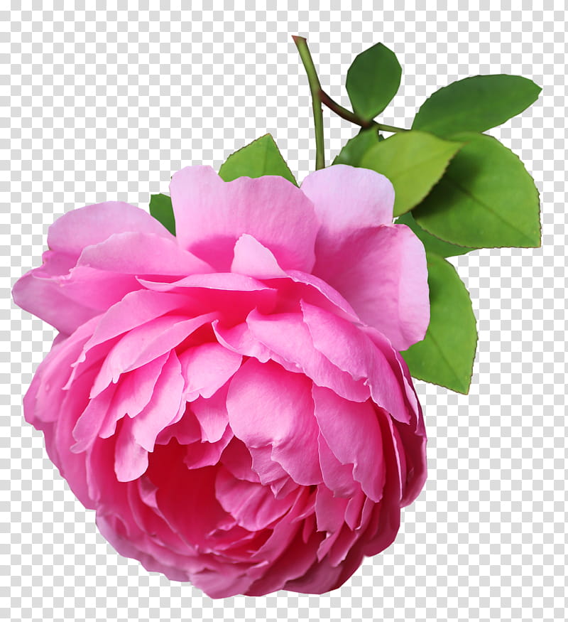 Garden roses, Cabbage Rose, Japanese Camellia, Floribunda, Sasanqua Camellia, Memorial Rose, Peony, Cut Flowers transparent background PNG clipart