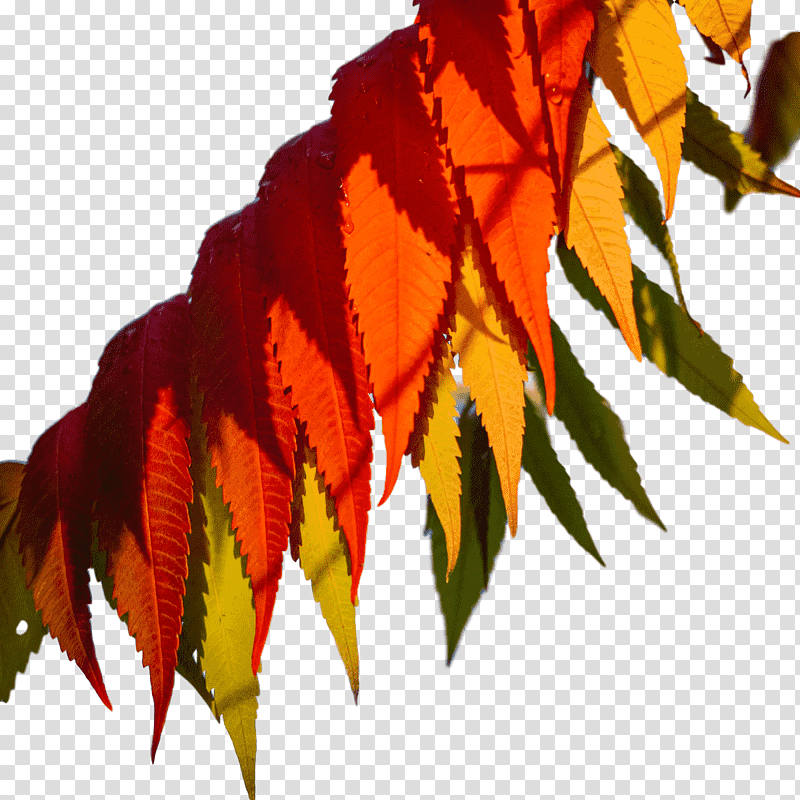 leaf maple leaf / m tree science plant structure, Maple Leaf M, Plants, Biology transparent background PNG clipart