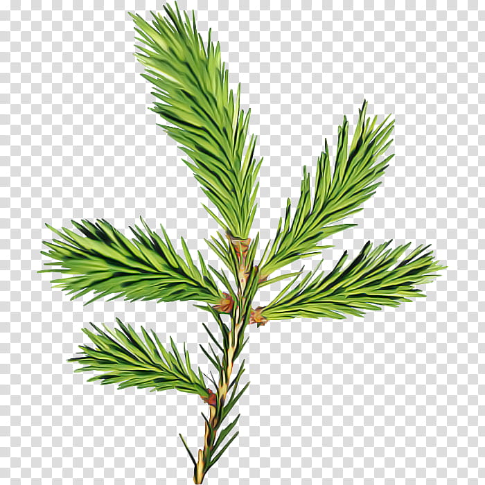 columbian spruce shortleaf black spruce white pine jack pine yellow fir, Loblolly Pine, Red Pine, Shortstraw Pine, Oregon Pine, Lodgepole Pine, Canadian Fir, Plant transparent background PNG clipart