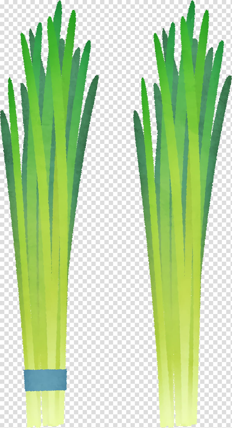 welsh onion commodity herb onions transparent background PNG clipart