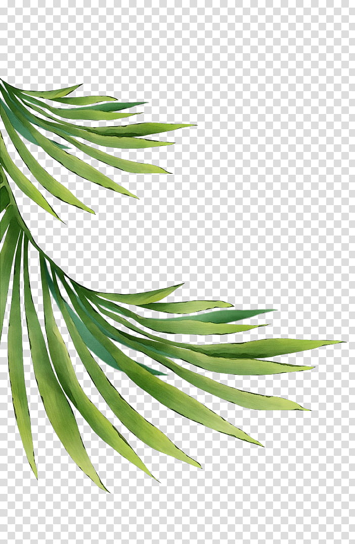 white pine tree leaf plant oregon pine, Watercolor, Paint, Wet Ink, Colorado Spruce, Shortstraw Pine, Branch, Woody Plant transparent background PNG clipart