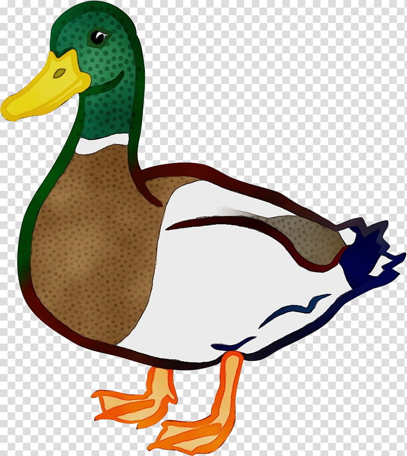 duck mallard bird ducks, geese and swans water bird, Watercolor, Paint, Wet Ink, Ducks Geese And Swans, Waterfowl, Beak, Flightless Bird transparent background PNG clipart