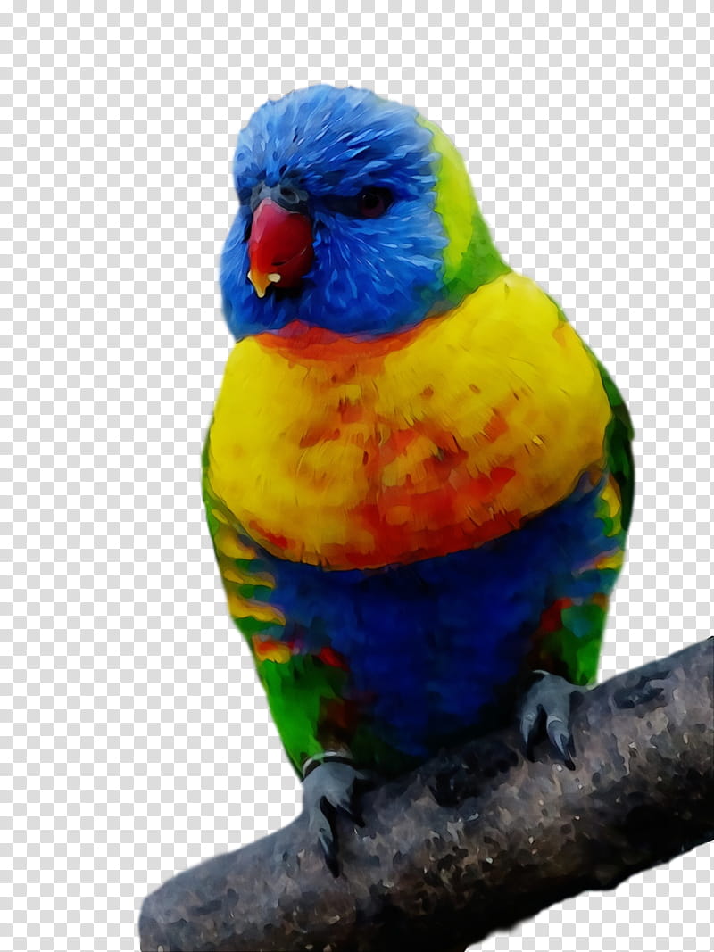 Lovebird, Watercolor, Paint, Wet Ink, Parrot, Lorikeet, Parakeet, Budgie transparent background PNG clipart