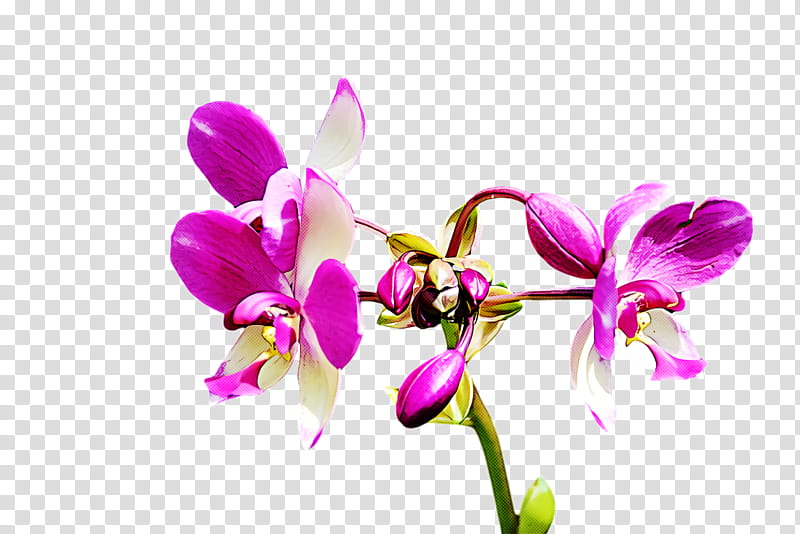 Floral design, Phalaenopsis Equestris, Crimson Cattleya, Dendrobium, Orchids, Flower, Plant Stem, Christmas Orchid transparent background PNG clipart