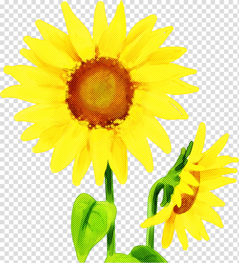 Sunflower, Yellow, Plant, Sunflower Seed, Petal, Daisy Family, Asterales, Cut Flowers transparent background PNG clipart