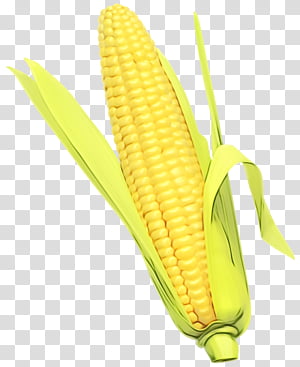 corn kernels corn corn on the cob sweet corn corn on the cob, Watercolor, Paint, Wet Ink, Yellow, Vegetarian Food, Vegetable, Food Grain transparent background PNG clipart thumbnail